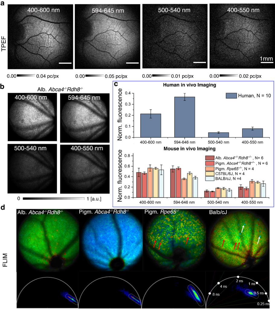Figure 1: a Example TPEF images of the human retina with different spectra filter on PMT detector.      b The same but for mice retina. c Comparison of fluorescence signal intensity for different spectra filter both for humans and several mice models. d FLIM images along with phasor plot representations.